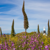 alderney_lighthouse_with_geraniums_web