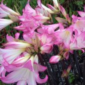guernsey_flowers2016-09-23_11