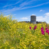 view_of_tower_web