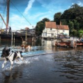 Running dogs at Pin Mill by Anthony Cullen © Photographic Day