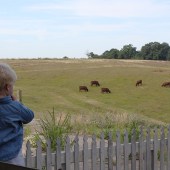 The view from the cottage on Lodge Farm
