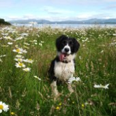 1. This is pretty Pip on our stunning stretch of coast at Dunstaffnage near Oban. Gabriella and George