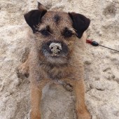 10. Our Border Terrier Ivy loves playing with her tennis ball on the beach. Here she is after dropping her ball on the dog-friendly beach St Ives. John Mayes 