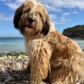 11. I am writing with a picture of our Tibetan Terrier, Rufus, who is eight months old. Rufus adores his trips to the beach. Here he is having a fun day at Lulworth Cove in Dorset. Josie