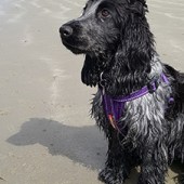 12. This is Poppy, our six-month old Cocker Spaniel, on the beach at Hayling Island in Hampshire. She loves the water on calm days but runs away from even small waves when the breeze gets up! Simon Burnham & Nicky Phillips