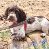 14. I would like to submit a photo of our Sprocker puppy, Jinty. This was taken at the beach after she had been swimming and kayaking at Exmouth with our family. She was utterly exhausted but as we live by the beach I'm sure it will become her favourite pastime! Julieann Spencer 