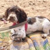 14. I would like to submit a photo of our Sprocker puppy, Jinty. This was taken at the beach after she had been swimming and kayaking at Exmouth with our family. She was utterly exhausted but as we live by the beach I'm sure it will become her favourite pastime! Julieann Spencer 