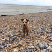 15. This is three-year-old Maisie who is never happier than when we go to the beach. She loves a paddle and chasing pebbles, although she never brings one back! This was taken in Kingsdown in Deal, Kent. Julie Keeler