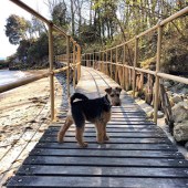 17. Here is a picture of my Welsh Terrier, Elsie, enjoying our favourite walk at Seagrove Bay on the Isle of Wight. Chris Milne