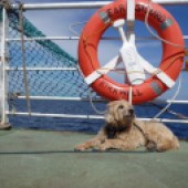 19. Our Border Terrier/Poodle cross Toby enjoyed his recent holiday in Orkney. Here he is enjoying the sunshine on the ferry between Orkney mainland and the island of Sanday. Fran Mallin