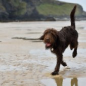 2. This is our Chocolate Labradoodle Bisto, who is 10 months old and spends a lot of time hanging out on the beach at Hengistbury Head in Dorset, but recently got the opportunity to holiday at Mawgan Porth, Cornwall. Wow, the sand was fantastic and puddles from the retreating sea a delight. Richard, Gale, Finn and Harper Heath