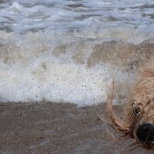 20. Digby loves a good swim and here he is on the North Norfolk coast sharing his joy. He is almost 10 years old, a Labradoodle, and squeals with delight when he smells sea air. Barbara Kennedy