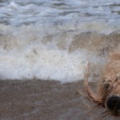 20. Digby loves a good swim and here he is on the North Norfolk coast sharing his joy. He is almost 10 years old, a Labradoodle, and squeals with delight when he smells sea air. Barbara Kennedy