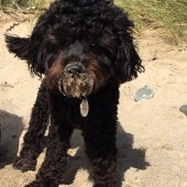 22. This is my one-year-old Cavapoo, Charlie, enjoying his holiday at Hell's Mouth, Wales. He loved paddling and chasing birds almost the entire length of the three-and-a-half-mile beach...! Emma Graham
