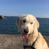 23. This is Connie our Labradoodle, who is now 18 months old. This was taken in Devon. Connie loves walking the Devon and Cornwall coast and swimming in the Cornish sea. Helen Hatton