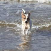 24. This is Flossy, our Parson's terrier. She loves coming beachcombing with us, but mostly ends up swimming in the sea – we have to lure her back with pebbles. John Warnock