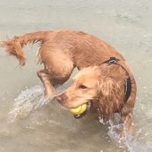 27. Here is nearly three-year-old Ruby having beach fun with her beloved ball on the very lovely Daymer Bay beach in North Cornwall. Nowhere lovelier for both of us! Fairlie Ryan