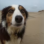 28. Meggy, our Border Collie, really enjoyed the vast sands at Pembrey Beach, in Carmarthenshire. Louise Hall