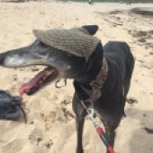 29. This is Pharaoh on the beach at Low Newton, Northumberland, in his cap to help him overcome his fears of kites and flags. While he was out he was complimented and photographed by many people who loved his cool hat. We hope you do too! Hilary Hollis