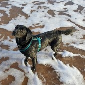 3. Wanted to share a pic of our lovely borrow doggy Tilly. She's a Labrador/Springer cross and LOVES the sea! She throws herself in the waves and can go on and on. Here we're in Exmouth in Devon and she's just wondering if we're going to throw that ball again! Anabelle and Matthew