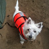 31. This is our dog Daisy, who comes with us on our kayaking adventures around Salcombe. Daisy dog, Louie (son), Baz (husband), picnic and wine = perfect day! Andria