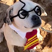 34. My Puggle Rollo, joint 1st place winner of the Dog Fancy Dress competition in Hope Cove, Devon, this August Bank holiday. Harry Potter complete with scar! Caroline Milsom