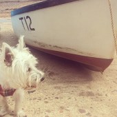36. Ollie the West Highland terrier has loved visiting all the many beautiful beaches of Devon while on holiday staying with his Granny and Grandpa. Here's his favourite place at Coryton Cove Beach. Catherine Brown