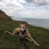 37. This is Poppy, taking the sea air on the coast in Dorset. Liza