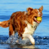 38. Here is Benny, my Welsh Collie, running through the waves on his favourite beach, Harlech in North West Wales. Heather Jones