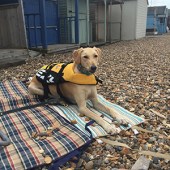 4. Here is my dog Harley, who loves going out on my kayak with me at Hampton near Herne Bay, Kent. I was worried whenever we went far out, so now he has his own life jacket! Vicki  