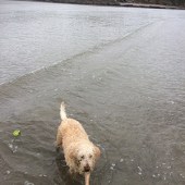 41. My Labradoodle Bosun on our local Par Beach in Cornwall. We live 500m from this gorgeous local nature reserve, and visit most days. Bosun LOVES  it. Lee Pogson