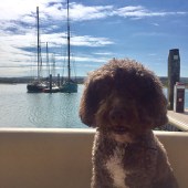 42. This is my 10-year-old Spanish water dog Buster on the back of our boat in the river Yar in Yarmouth in the Isle of Wight. He loves boating days with the whole family. Sue Whiteway 