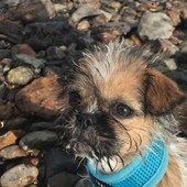 43. This is Bertie, who is Shih tzu/pug puppy, pictured in Lyme Regis. Bella