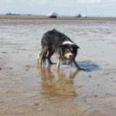 44. For consideration here is our collie Jess, nine years old, always in the sea or mud off Thorpe Bay, Essex. Terry Webb