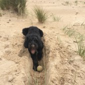 45. Below is a picture of our dog George on Holkham Beach in Norfolk, where he loves to walk and dig. Lisa Riva