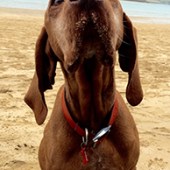 46. Hi, this is our 10-year-old Hungarian vizsla Ruby (affectionately known as Dubbies!) She loves coming to the beach with us most weekends, enjoying a run along the beach and a paddle! This pic is at Rock in Cornwall, where she likes to board the water taxi over to Padstow. Julian Green