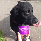 47. This is our beloved Bertie, a black rescue Labrador, enjoying a taste of the famous Morelli's ice-cream in Broadstairs, Kent, after reading about it in your Summer 2017 issue! Bertie loves early morning walks on the beaches in Broadstairs. He comes everywhere with us as many places in Broadstairs are dog-friendly. Liz Biagioni 