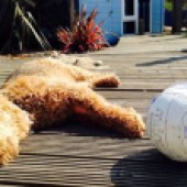 49. Here’s eight-year-old Maisie the Airedale terrier having a wee snooze after a game of football on Millbay  Beach, Islandmagee, Northern Ireland. Billy and Liz Nicholl
