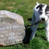 5. Tintin is 14-year-old terrier, rescued as a puppy from the streets of Cardiff. We adore the dramatic coastal paths of Wales. Some of our favourite walks are around the beautiful Gower Peninsula, where this picture of Tintin (looking rather handsome) was taken, at Port Eynon. John & Fleur