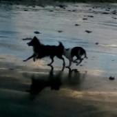 50. Here are Ziggy and Pugwash galloping along Helwell bay at sunset. Pure serenity in energy. Charlotte Fricker