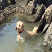 51. Here is Harley, who first appeared in Coast in 2013. He is a regular visitor to the coast as we camp in our 1976 VW. Here he is cooling off in his own rockpool in Morthoe, North Devon, this June. Tracie Hicks