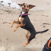 52. Would like to share this lovely photo with your readers... meet Aiya, my son's two-year-old Beagle/Lab on her first trip to the seaside at Blue Anchor, Devon. Loving the coast just as much as me! Sally Dobinson