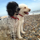 53. This is Harvey Doodlepup and Cooper Poops on a VERY windy day on the beach at Walberswick. It certainly blew the cobwebs away! Di Futchers