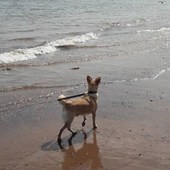 54.  This photo was taken on Dawlish Beach. Phoebe is the dog’s name – she was recused from the streets in a very bad way and now loves the beach. Keith Blair 