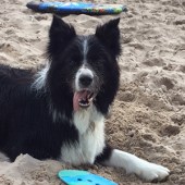 56. This is our dog Max, six years old, looking pleased with himself on South Beach in Tenby, Pembrokeshire. He'd spent the day chasing his frisbee and even managed a bit of surfing too. Tenby is his most favourite beach and every year we go he must be the happiest dog in Wales! Jo Simpson