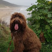 58. Hi, I just had to send some of our favourite pics from our Woolacombe break with our 12-month cockapoo Molly. Its was her first experience of the seaside. I’ve never seen her so happy. Can't wait to take her again! Veronica Hurford 