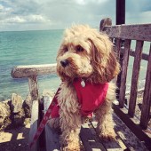 6. This is Coco, our three-year-old Cockapoo, looking deep in thought on her first holiday to the Isle of Wight. This was taken in Seaview, one of her favourite beaches! Raphael Chapell
