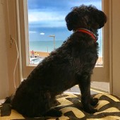 60. This is Archie, a two-year-old Yorkiepoo enjoying the sea view at Deal in Kent. He loves watching the world go by on a lovely summer’s day. Michael Theobald 