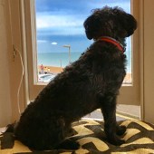 60. This is Archie, a two-year-old Yorkiepoo enjoying the sea view at Deal in Kent. He loves watching the world go by on a lovely summer’s day. Michael Theobald 