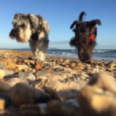 61. This pic of my miniature Schnauzers Darcy and Lola was taken on Highcliffe Beach, Dorset. It’s Darcy and Lola’s favourite walk and dog-friendly all year. Lisa